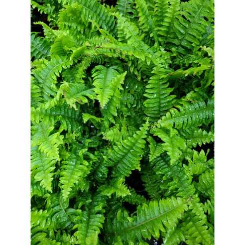 보스턴고사리로 완성하는 나만의 작은 숲, 힐링을 더하세요!