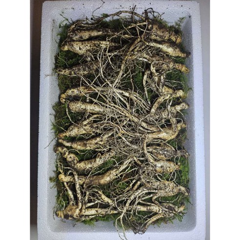 자연의 생명력을 담은 선물, 동의보감 장뇌삼