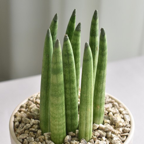 공기정화와 인테리어를 동시에 해결하는 1+1 공기정화식물