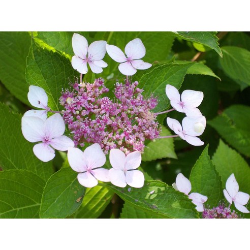 평창 산수국, 당신의 공간에 자연을 더하다