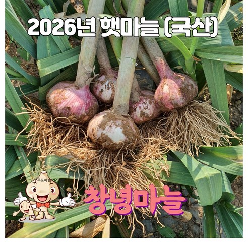 26년 국산 창녕 햇마늘 직접재배 대서마늘 저장 장아찌 통마늘 상 중 하 5kg
