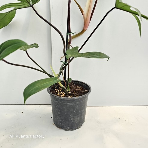 싱그러운 녹빛 아름다움, 필로덴드론 뷰티그린으로 당신의 공간에 생기를 불어넣으세요