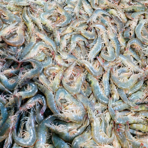 2025년 100% 국내산 제철 새우 신선 급냉 흰다리새우 냉동새우