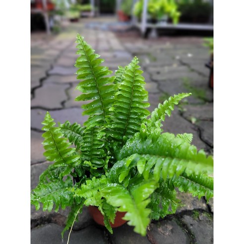 보스턴고사리로 완성하는 나만의 작은 숲, 힐링을 더하세요!