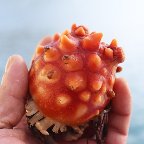 기타 [착한어부] 활멍게 2kg, 1개