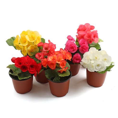 갑조네 꽃베고니아, 당신의 공간에 보랏빛 생기를 더하다