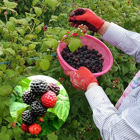 전북 고창 토종 복분자 특품 5kg,10kg