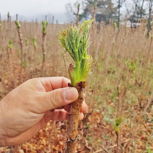 봄의 전령, 참두릅 묘목으로 시작하는 풍요로운 정원 가꾸기 참두릅묘목