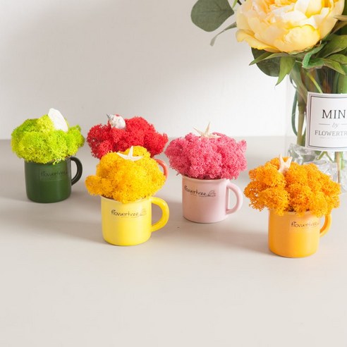 스칸디아모스 공기 정화 식물 천연 이끼 선물, 레인보우스칸디아화분set 9cm, 레드, 1개