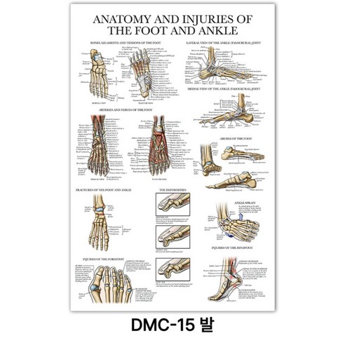 NEW 근육 해부학 포스터, DMC-15 발