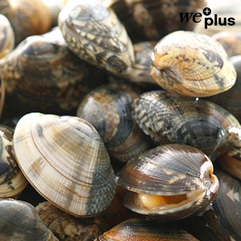 통영 왕바지락, 식탁 위에 펼쳐지는 풍요로운 미식 경험