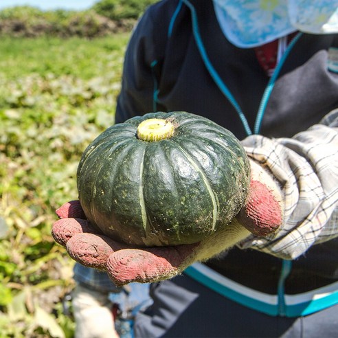 [옴마품]제주 미니밤호박 보우짱 단호박 3kg 5kg 10kg, 제주 미니단호박 3kg(6-15과), 1개