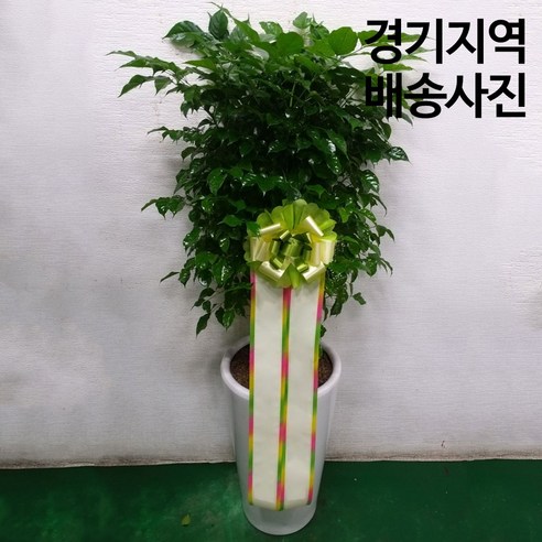 식물로 집에 생기를 불어넣으세요: 꽃친구 녹보수 나무