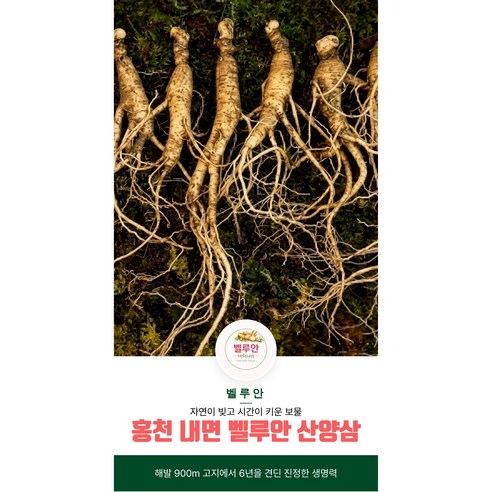 [벨루안 산양삼] 홍천 장뇌삼 고냉지 재배, 홍천 산양삼 900m 고지, 강원도 홍천 산양삼, 청정지역 산양삼 추천, 고산지대 내면 장뇌삼, 홍천 산양삼 선물세트, 프리미엄 산양삼