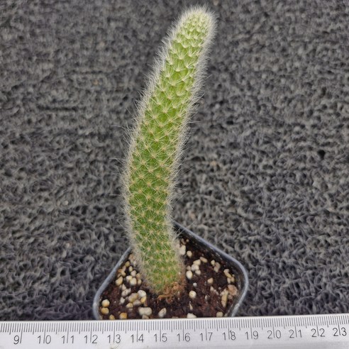 싱그러운 초록빛, 특별한 공간을 완성하다