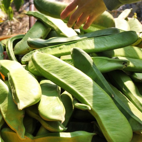 농부의 정성과 바리스타의 손길로 탄생한 명품 작두콩차, 대풍이네에서 만나보세요!