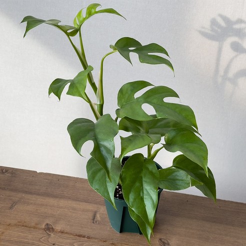 히메몬스테라로 싱그러운 일상과 힐링을 선물하세요