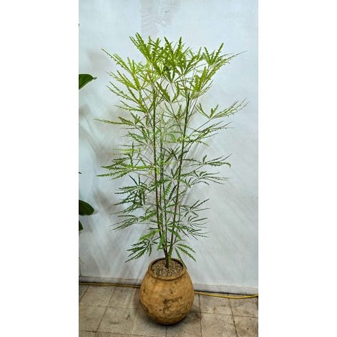 밤에도 맑은 정신, 청아랄리아로 되찾는 나만의 시간 청아랄리아