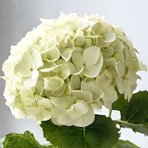 키우기 쉬운 수국 화분 생화로 집을 밝혀보세요.