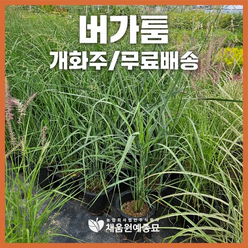 채움원예종묘 그라스 버가툼 7호화분 개화주 파니쿰 수크령 억새 갈대 사초 정원 조경, 버가툼(7호화분), 1개