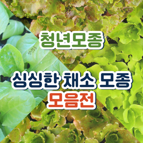 텃밭 초보도 싱싱한 상추 부자 되는 비법, 바로 청년모종! 청년모종