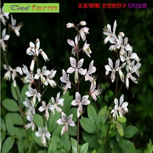 씨앗 한방에서 산삼만큼 백선 (봉삼) 5립, 1개