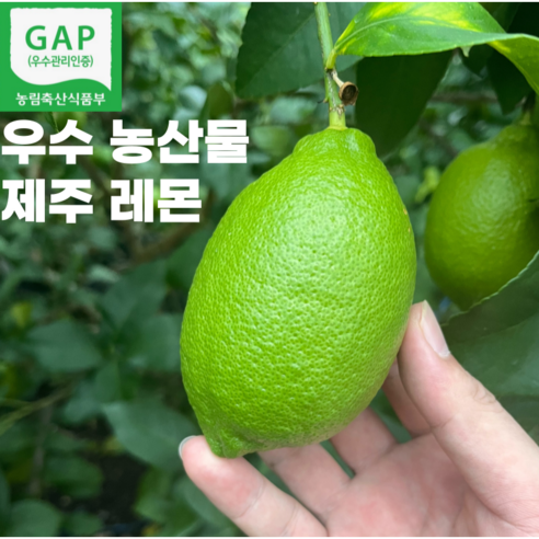 [우수농산물] GAP 무농약 청정 제주 국내산 레몬 레몬수, 1박스, 무농약 2.5kg(혼합)