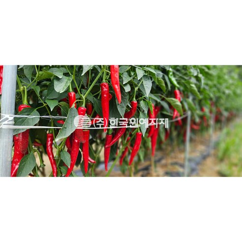 K 케이 고추망으로 텃밭 초보도 풍성한 수확을!
