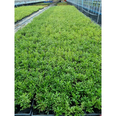 붉은 진달래, 당신의 정원에 봄을 피우다.