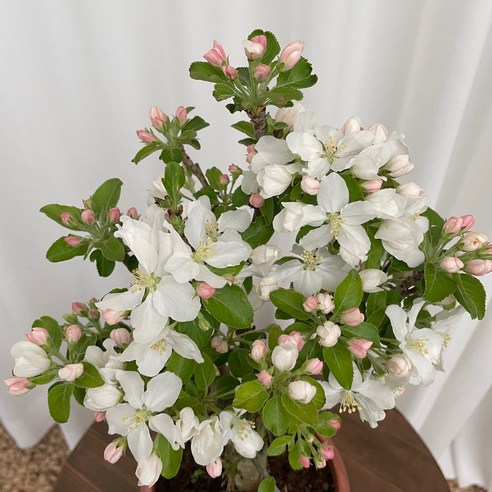 앙증맞은 행복, 애기사과나무 꽃사과 꽃화분으로 싱그러운 일상을 가꾸다 사과나무