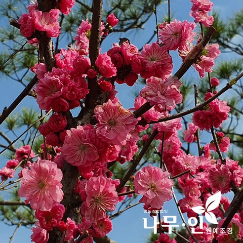 봄을 수놓는 분홍빛 향연, [나무인] 분홍옥매화 묘목으로 정원을 물들이다 옥매화