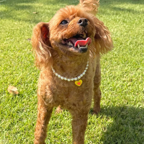 강아지 고양이 진주목걸이 반려견 애완견 목걸이 줄 하트목걸이, 1개, 옐로우