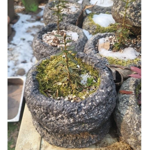 제주의 숨결을 담은 미니 돌화분: 당신의 공간에 자연의 아름다움을 더하세요 돌화분