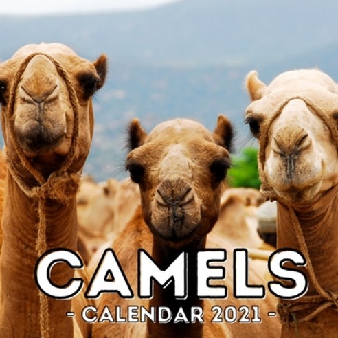 (영문도서) Camels Calendar 2021: 16-Month Calendar Cute Gift Idea For Camel Lovers Women & Men Paperback, Independently Published, English, 9798503776553