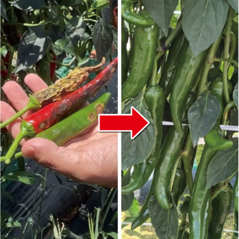 내병성 콤비균과 이산화염소수로 식물 스스로 건강하게!