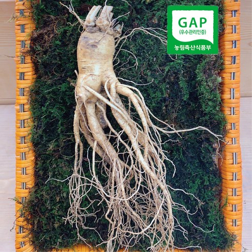 2022년 가을수확 풍기인삼 사포닌 면역력 기력회복 수삼 5년근 6년근 햇수삼 인삼1채 750g, 1박스, 황삼 10-12뿌리(세척안함)