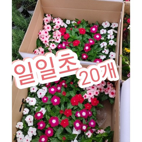 하루에 20개씩 먹는 식물, 일일초 하루에 20개씩 먹는 식물, 일일초