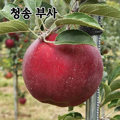 단단한 고당도 햇 사과 경북 청송 (당도선별) 산지직송 2kg 3kg 5kg 10kg, 1박스, 가정용 중과 5kg