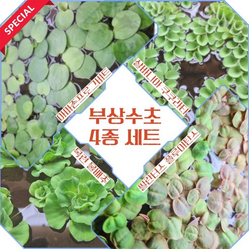 {수초연구소} 부상수초 4종 세트(아마존 프로그비트 살바니아 쿠쿠라타 필란터스 플루이탄스 목련 물배추), 1세트