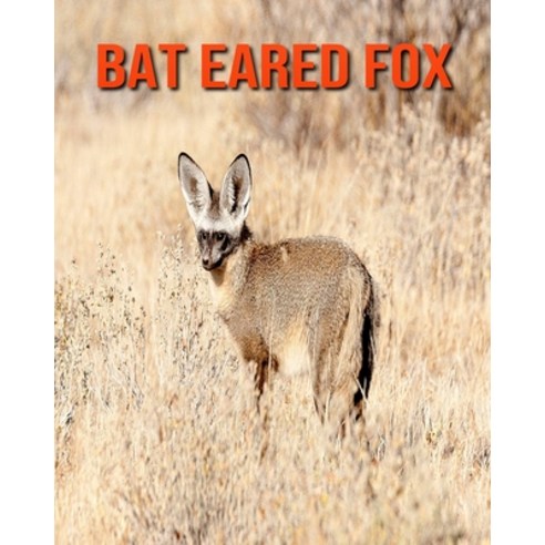 Bat Eared Fox: Incredible Pictures and Fun Facts about Bat Eared Fox Paperback, Independently Published, English, 9798693940703