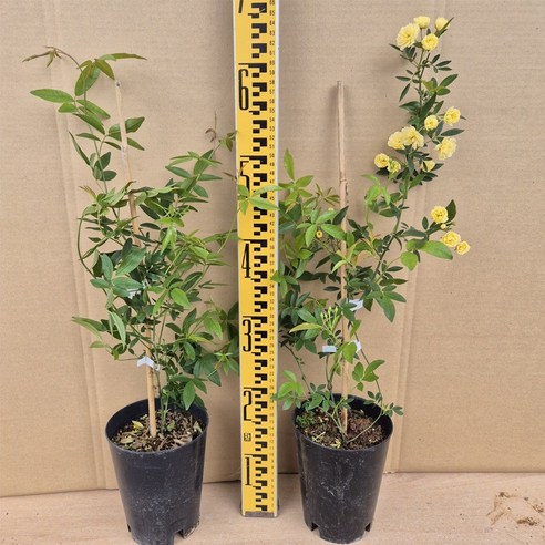 황홀한 노란빛, 겹꽃 목향장미가 선사하는 특별한 아름다움