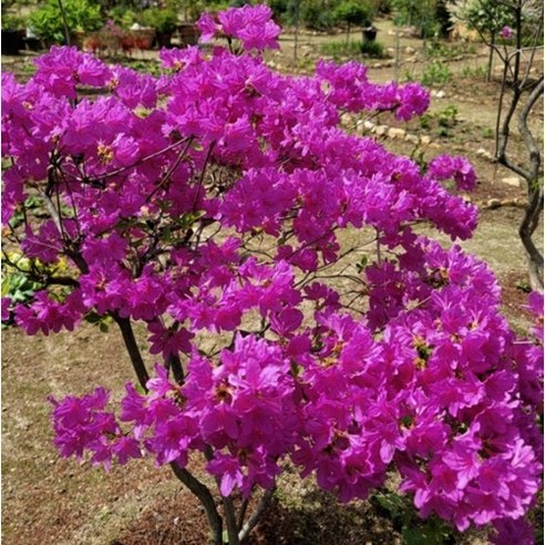 가든 속 숨은 보석, 겹철쭉