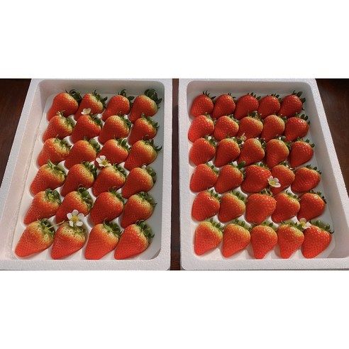 딸기 비타베리 850g 서산