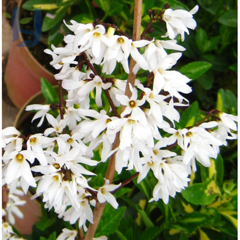 정원의 숨겨진 보석, 미선나무 묘목으로 시작하는 특별한 가드닝 미선나무