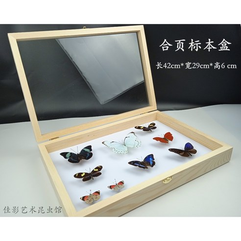 표본상자 곤충 박제 액자 만들기 교육용 투명, 힌지커버-42x29x높이약6cm유리표면