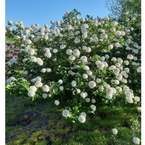 솜사탕처럼 탐스러운 차이니스스노우볼로 봄을 집안 가득!