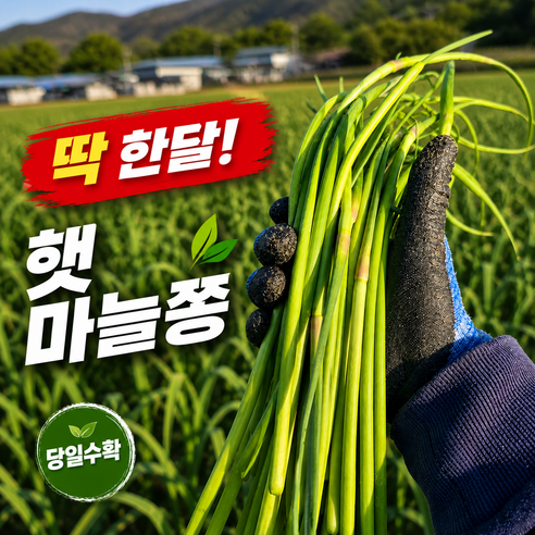 [은채담] 국내산마늘쫑 국산마늘쫑 마늘쫑