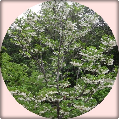 좁은 마당, 삭막한 베란다에 생기를! 때죽나무 묘목으로 만드는 나만의 작은 숲 때죽나무