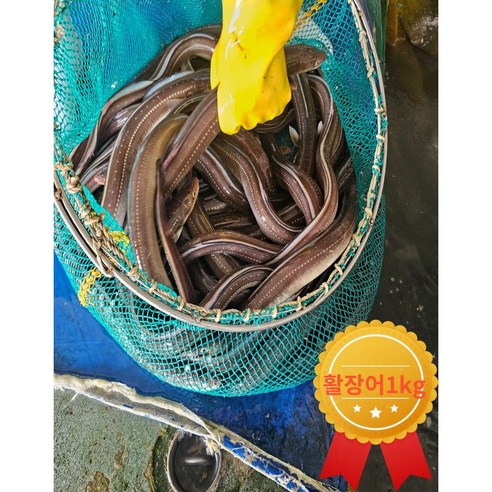 깊은 바다의 활력을 담은, 보양식 벌떡 바다장어 특대와의 만남 바다장어1kg