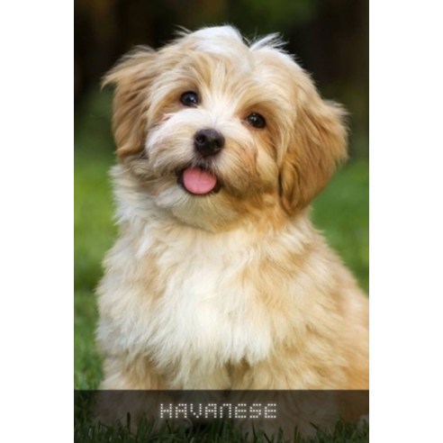(영문도서) Havanese: Complete breed guide Paperback, Independently Published, English, 9798548976093